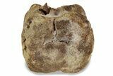 Hadrosaur (Edmontosaurus) Caudal Vertebra - South Dakota #242872-2